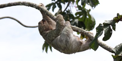 Sloths, for when you want your site to be faster